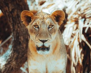 Preview wallpaper lioness, glance, predator, big cat, tree