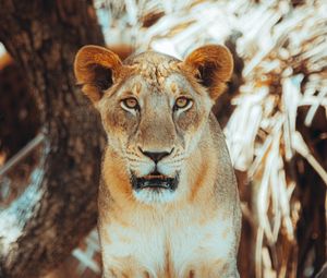 Preview wallpaper lioness, glance, predator, big cat, tree