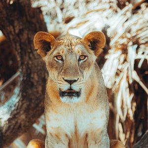 Preview wallpaper lioness, glance, predator, big cat, tree