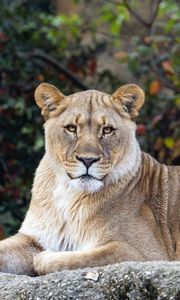 Preview wallpaper lioness, glance, predator, big cat, wildlife