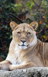 Preview wallpaper lioness, glance, predator, big cat, wildlife