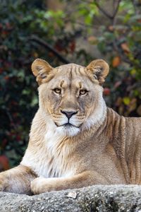 Preview wallpaper lioness, glance, predator, big cat, wildlife