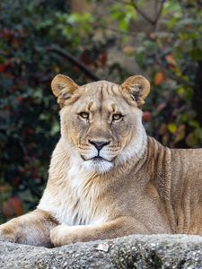 Preview wallpaper lioness, glance, predator, big cat, wildlife