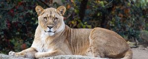 Preview wallpaper lioness, glance, predator, big cat, wildlife