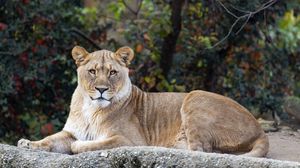 Preview wallpaper lioness, glance, predator, big cat, wildlife