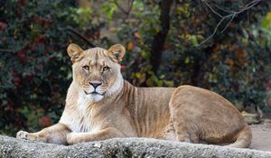 Preview wallpaper lioness, glance, predator, big cat, wildlife