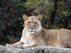 Preview wallpaper lioness, glance, predator, big cat, wildlife