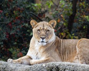 Preview wallpaper lioness, glance, predator, big cat, wildlife