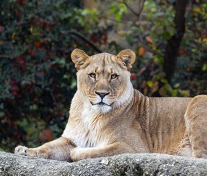 Preview wallpaper lioness, glance, predator, big cat, wildlife