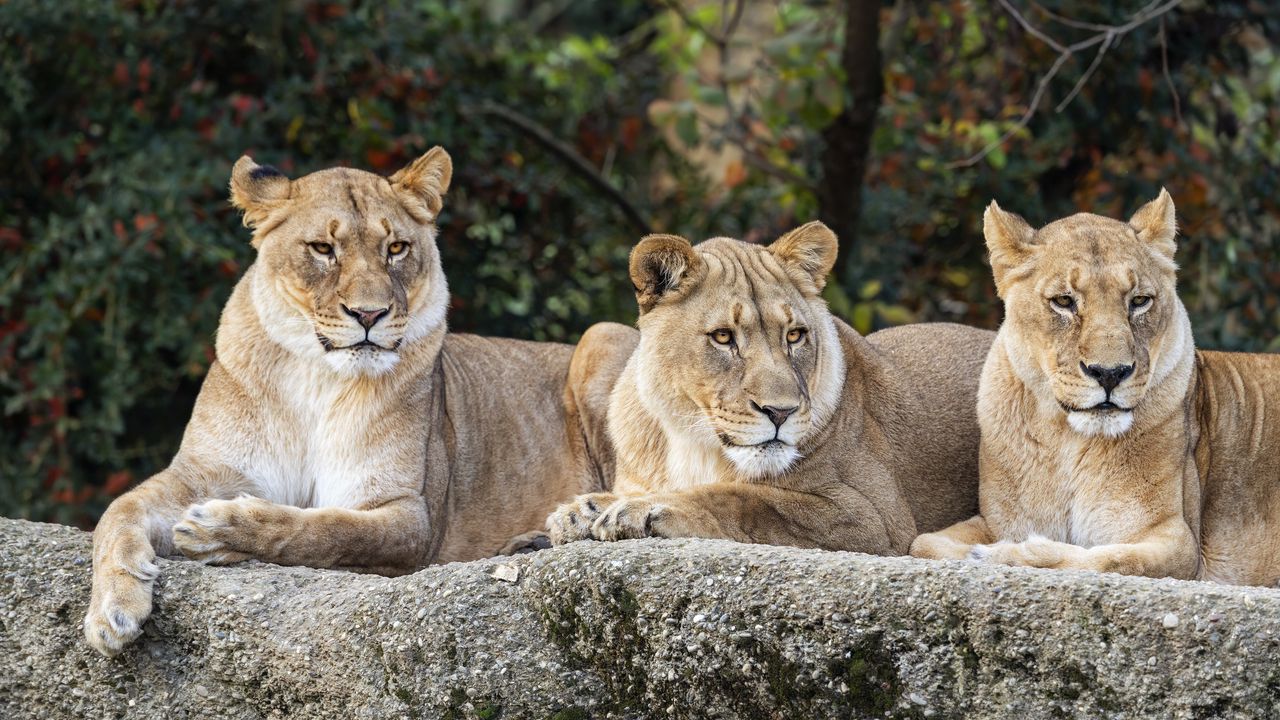 Wallpaper lioness, glance, predator, big cat, wildlife, stone