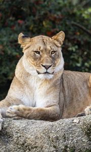 Preview wallpaper lioness, glance, predator, big cat, wildlife, stone