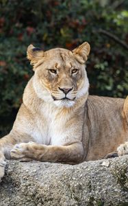 Preview wallpaper lioness, glance, predator, big cat, wildlife, stone