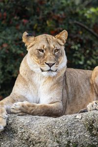 Preview wallpaper lioness, glance, predator, big cat, wildlife, stone