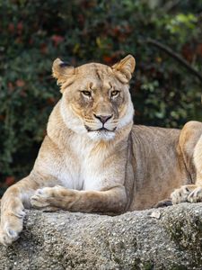 Preview wallpaper lioness, glance, predator, big cat, wildlife, stone