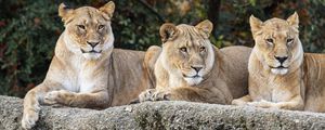 Preview wallpaper lioness, glance, predator, big cat, wildlife, stone