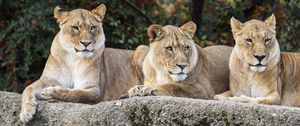 Preview wallpaper lioness, glance, predator, big cat, wildlife, stone