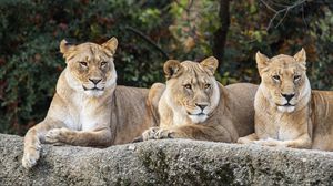 Preview wallpaper lioness, glance, predator, big cat, wildlife, stone