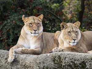 Preview wallpaper lioness, glance, predator, big cat, wildlife, stone