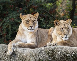 Preview wallpaper lioness, glance, predator, big cat, wildlife, stone