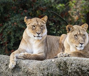 Preview wallpaper lioness, glance, predator, big cat, wildlife, stone