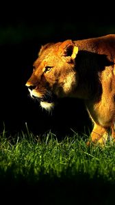 Preview wallpaper lioness, grass, shadow, walk, anger, big cat