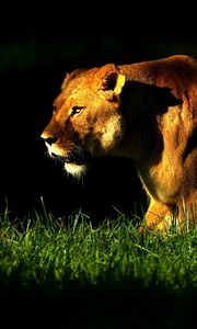 Preview wallpaper lioness, grass, shadow, walk, anger, big cat