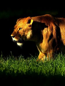 Preview wallpaper lioness, grass, shadow, walk, anger, big cat