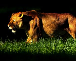 Preview wallpaper lioness, grass, shadow, walk, anger, big cat