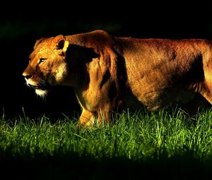 Preview wallpaper lioness, grass, shadow, walk, anger, big cat
