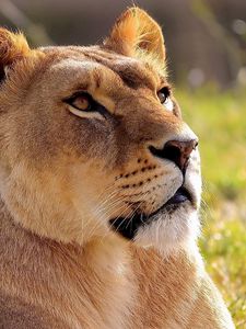 Preview wallpaper lioness, grass, waiting, light