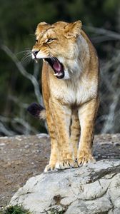 Preview wallpaper lioness, grin, big cat, predator, stone