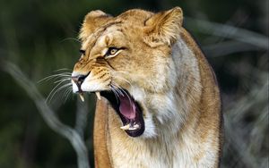 Preview wallpaper lioness, grin, big cat, predator, stone