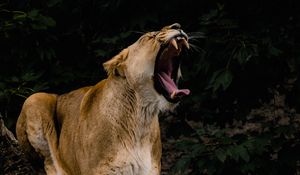 Preview wallpaper lioness, grin, fangs, big cat, predator