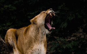 Preview wallpaper lioness, grin, fangs, big cat, predator