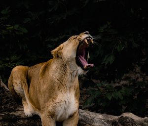 Preview wallpaper lioness, grin, fangs, big cat, predator
