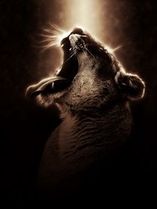 Preview wallpaper lioness, grin, lion, dark, photoshop