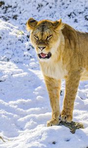 Preview wallpaper lioness, grin, paws, predator, big cat, snow