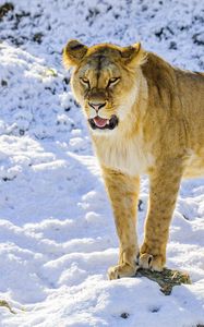 Preview wallpaper lioness, grin, paws, predator, big cat, snow