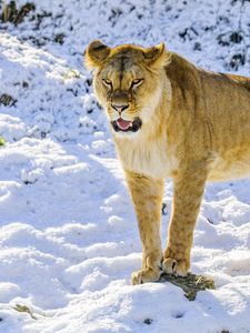 Preview wallpaper lioness, grin, paws, predator, big cat, snow