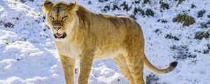 Preview wallpaper lioness, grin, paws, predator, big cat, snow