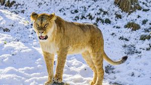 Preview wallpaper lioness, grin, paws, predator, big cat, snow