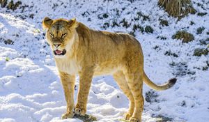 Preview wallpaper lioness, grin, paws, predator, big cat, snow