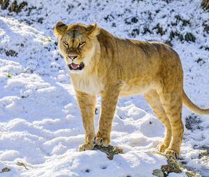 Preview wallpaper lioness, grin, paws, predator, big cat, snow