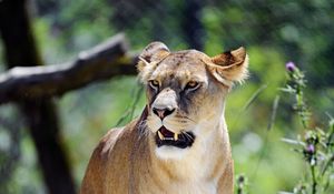 Preview wallpaper lioness, grin, predator, big cat