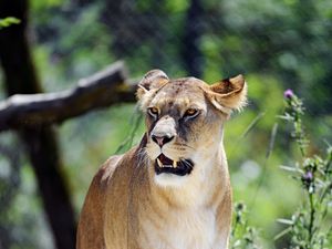 Preview wallpaper lioness, grin, predator, big cat