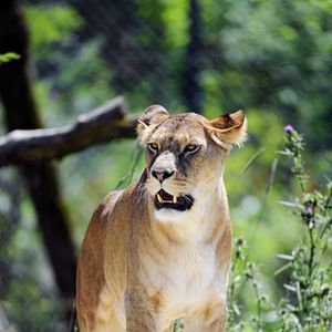 Preview wallpaper lioness, grin, predator, big cat