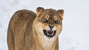 Preview wallpaper lioness, grin, predator, snow