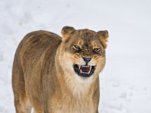 Preview wallpaper lioness, grin, predator, snow