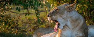 Preview wallpaper lioness, jaws, face, protruding tongue
