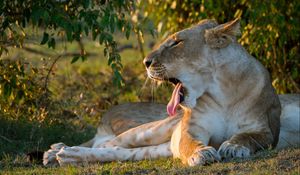 Preview wallpaper lioness, jaws, face, protruding tongue
